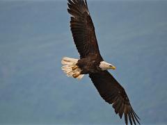 alaska2017 006