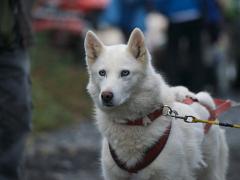 alaska2017 022