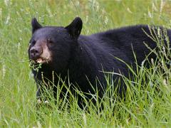 alaska2017 028