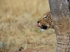 animals2014 004