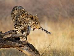 animals2014 005