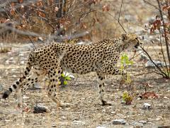 animals2014 007