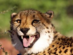 animals2014 010