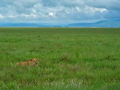 animals2014 013  A