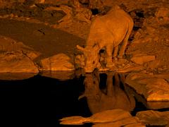 animals2014 019