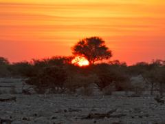 animals2014 022