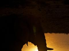 animals2014 023