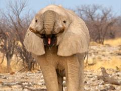 animals2014 024