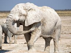 animals2014 025