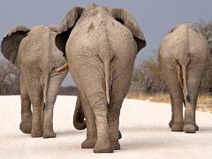 animals2014 026