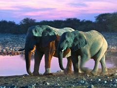 animals2014 028