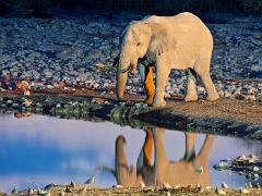 animals2014 029
