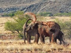 animals2014 031  A