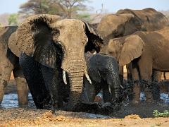 animals2014 033