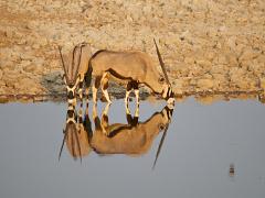 animals2014 042