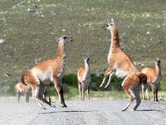 animals2014 044
