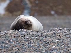 animals2014 049