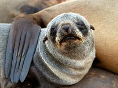 animals2014 050