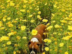 animals2014 052