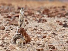 animals2014 053