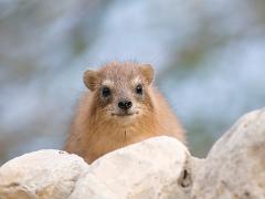 animals2014 054  animals : iPhoto Original