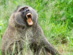 animals2014 056 : iPhoto Original, tanzania, Travel