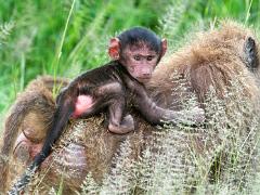 animals2014 060 : iPhoto Original, tanzania, Travel