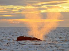 animals2014 063