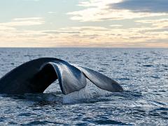 animals2014 065