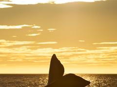 animals2014 067