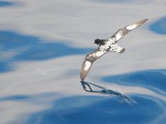 acs 006 : Antarctica