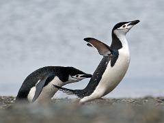 acs 010 : Antarctica
