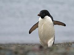 acs 011 : Antarctica