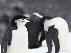 acs 013 : Antarctica