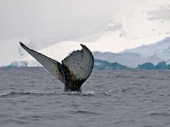 acs 031 : Antarctica