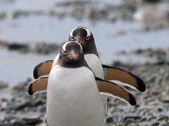 acs 039 : Antarctica