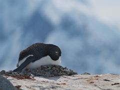acs 061 : Antarctica