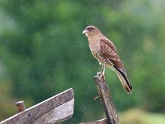 DSC 0264