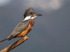 birds2014 016