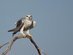 birds2014 025
