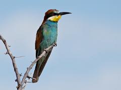 birds2014 031