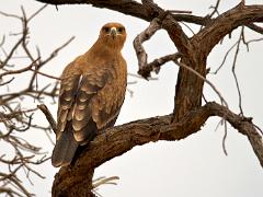 birds2014 035