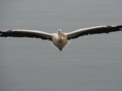 birds2014 048