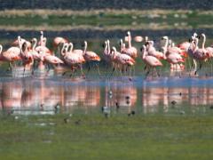 birds2014 049