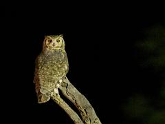 birds2014 051