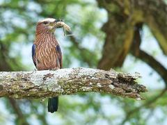 birds2014 058 : iPhoto Original, tanzania, Travel