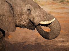 botswana2019 004