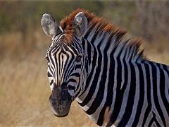botswana2019 015