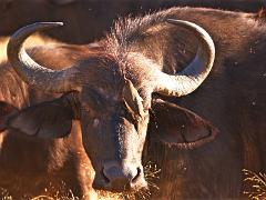 botswana2019 017