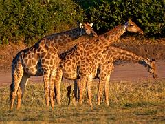 botswana2019 018